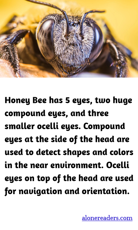 General Knowledge Learning Cards