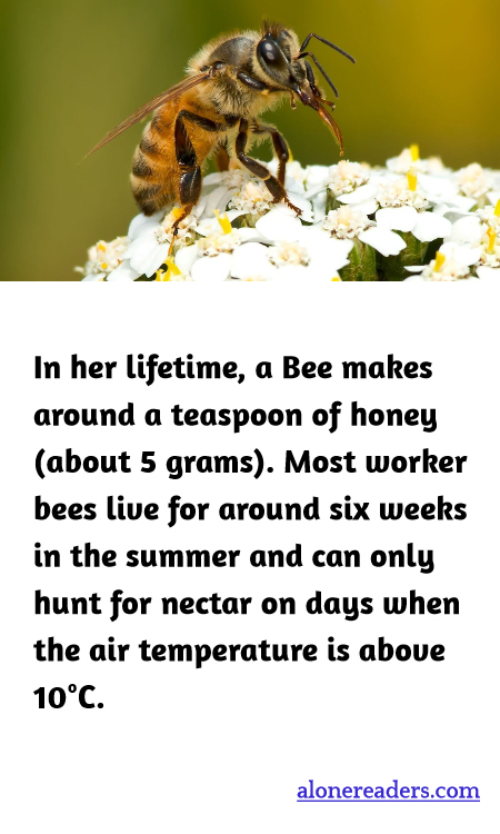 General Knowledge Learning Cards