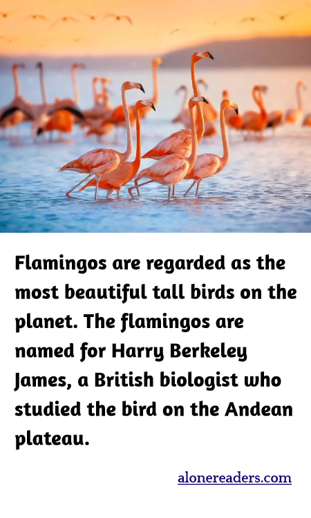 Flamingos are regarded as the most beautiful tall birds on the planet. The flamingos are named for Harry Berkeley James, a British biologist who studied the bird on the Andean plateau.