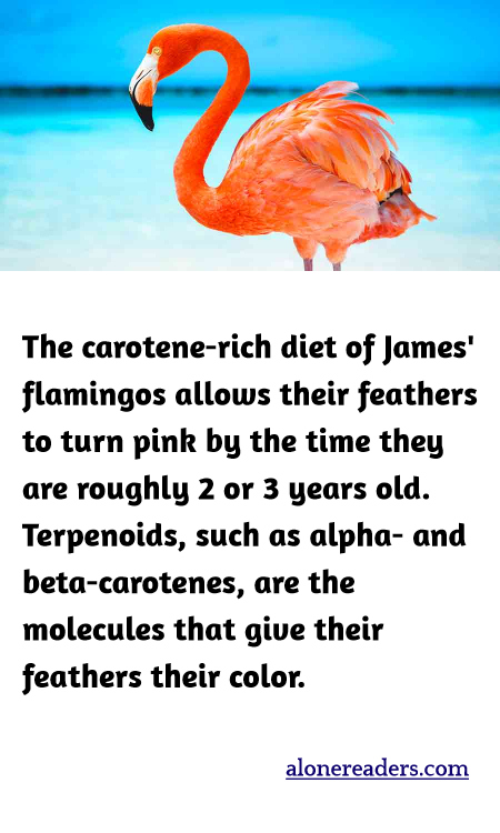 The carotene-rich diet of James' flamingos allows their feathers to turn pink by the time they are roughly 2 or 3 years old. Terpenoids, such as alpha- and beta-carotenes, are the molecules that give their feathers their color.
