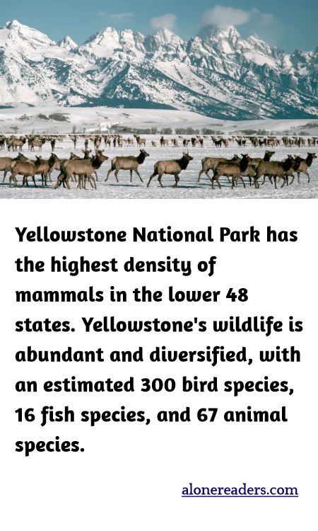 Yellowstone National Park has the highest density of mammals in the lower 48 states. Yellowstone's wildlife is abundant and diversified, with an estimated 300 bird species, 16 fish species, and 67 animal species.