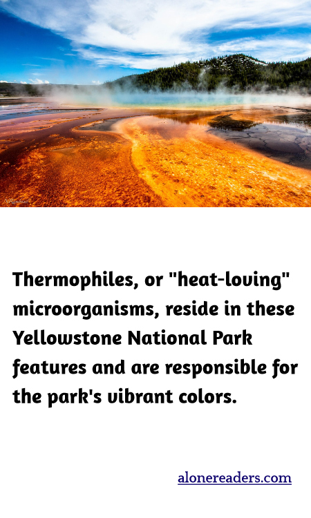 Thermophiles, or "heat-loving" microorganisms, reside in these Yellowstone National Park features and are responsible for the park's vibrant colors.