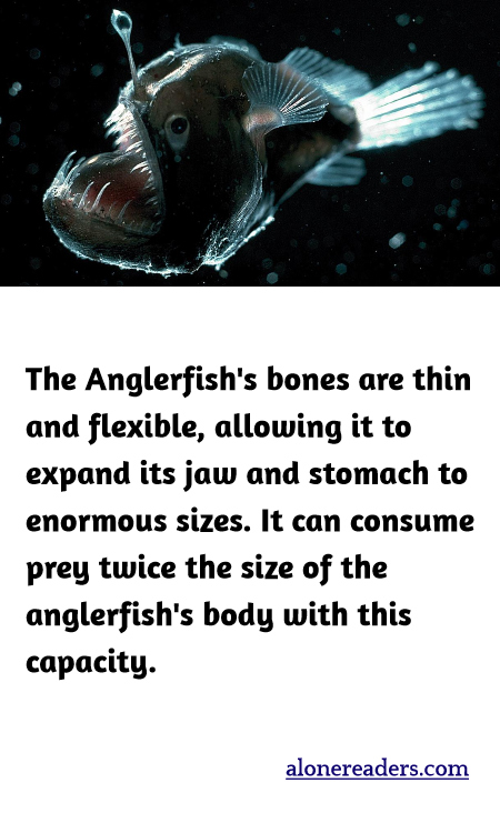 The Anglerfish's bones are thin and flexible, allowing it to expand its jaw and stomach to enormous sizes. It can consume prey twice the size of the anglerfish's body with this capacity.