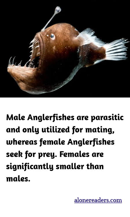 Male Anglerfishes are parasitic and only utilized for mating, whereas female Anglerfishes seek for prey. Females are significantly smaller than males.