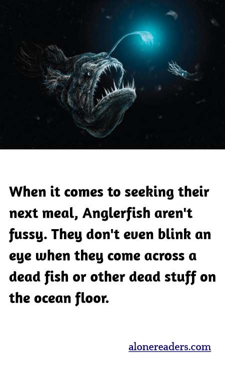 When it comes to seeking their next meal, Anglerfish aren't fussy. They don't even blink an eye when they come across a dead fish or other dead stuff on the ocean floor.