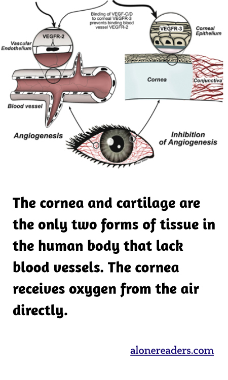 The cornea and cartilage are the only two forms of tissue in the human body that lack blood vessels. The cornea receives oxygen from the air directly.