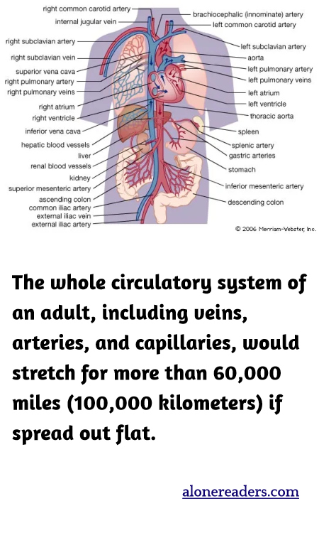 The whole circulatory system of an adult, including veins, arteries, and capillaries, would stretch for more than 60,000 miles (100,000 kilometers) if spread out flat.