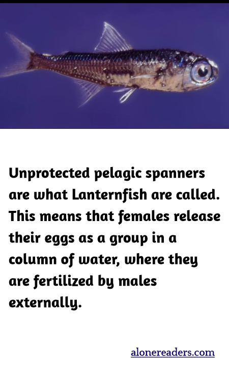 Unprotected pelagic spanners are what Lanternfish are called. This means that females release their eggs as a group in a column of water, where they are fertilized by males externally.
