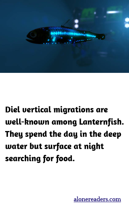 Diel vertical migrations are well-known among Lanternfish. They spend the day in the deep water but surface at night searching for food.