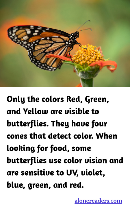 Only the colors Red, Green, and Yellow are visible to butterflies. They have four cones that detect color. When looking for food, some butterflies use color vision and are sensitive to UV, violet, blue, green, and red.