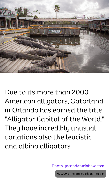 Due to its more than 2000 American alligators, Gatorland in Orlando has earned the title "Alligator Capital of the World." They have incredibly unusual variations also like leucistic and albino alligators.