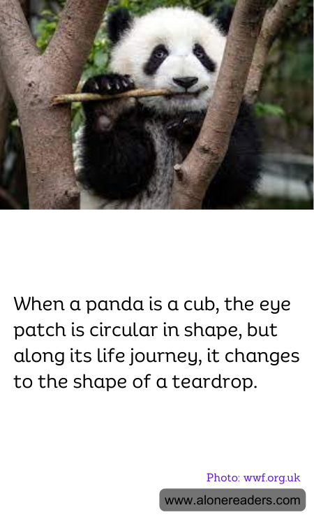 General Knowledge Learning Cards