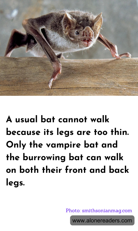 General Knowledge Learning Cards