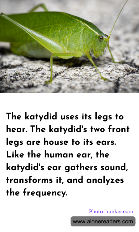 General Knowledge Learning Cards