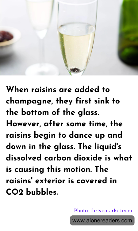 When raisins are added to champagne, they first sink to the bottom of the glass. However, after some time, the raisins begin to dance up and down in the glass. The liquid's dissolved carbon dioxide is what is causing this motion. The raisins' exterior is covered in CO2 bubbles.