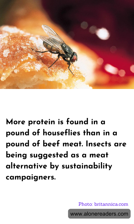 General Knowledge Learning Cards