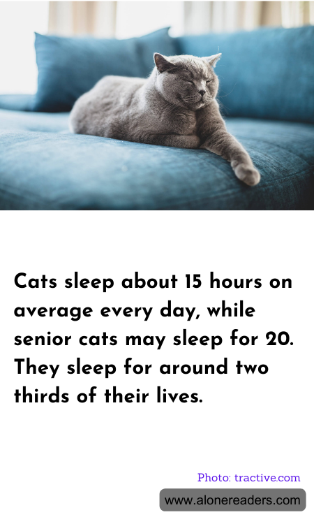 General Knowledge Learning Cards