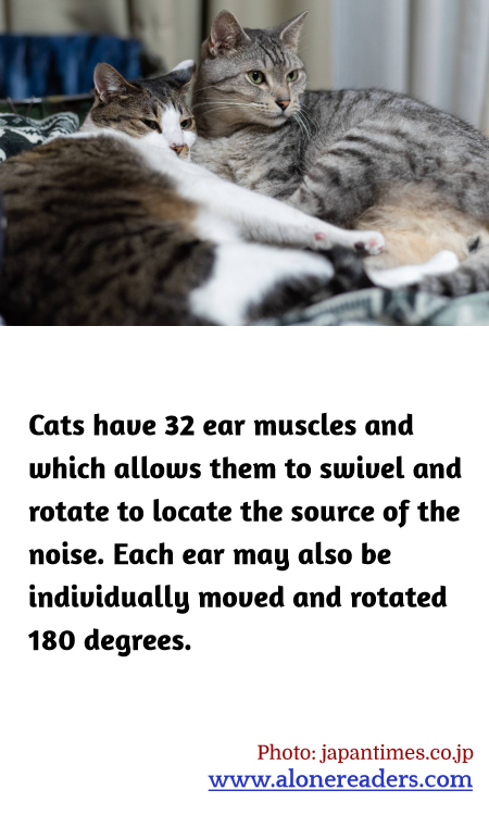 Cats have 32 ear muscles and which allows them to swivel and rotate to locate the source of the noise. Each ear may also be individually moved and rotated 180 degrees.