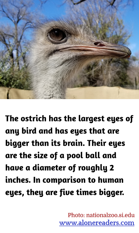 The ostrich has the largest eyes of any bird and has eyes that are bigger than its brain. Their eyes are the size of a pool ball and have a diameter of roughly 2 inches. In comparison to human eyes, they are five times bigger.