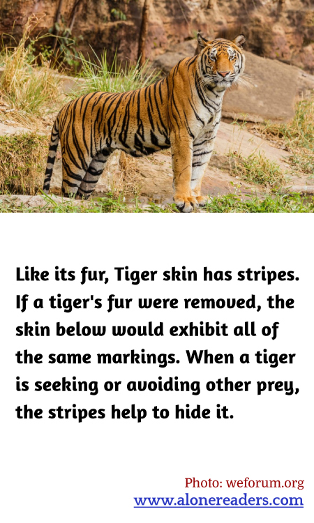 Like its fur, Tiger skin has stripes. If a tiger's fur were removed, the skin below would exhibit all of the same markings. When a tiger is seeking or avoiding other prey, the stripes help to hide it.