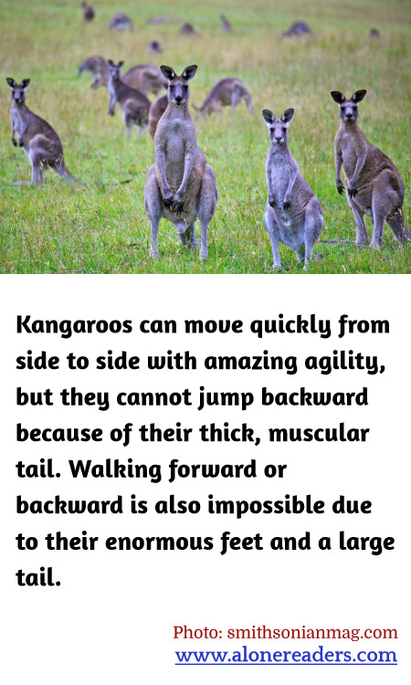 General Knowledge Learning Cards