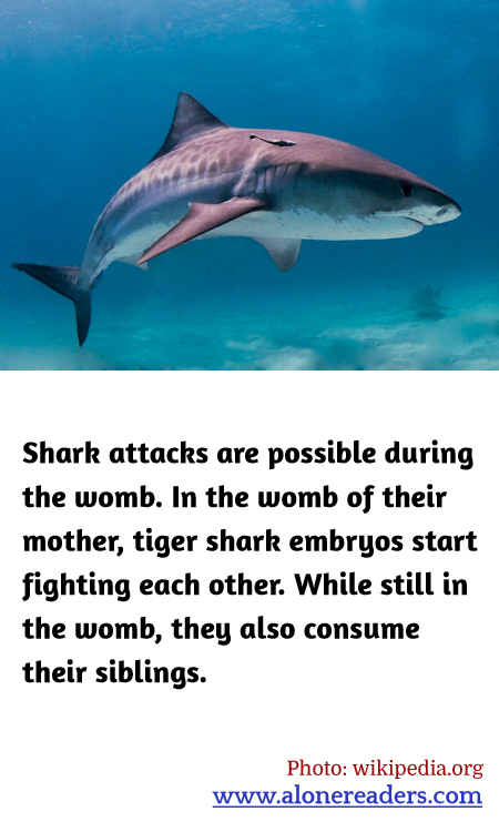 General Knowledge Learning Cards