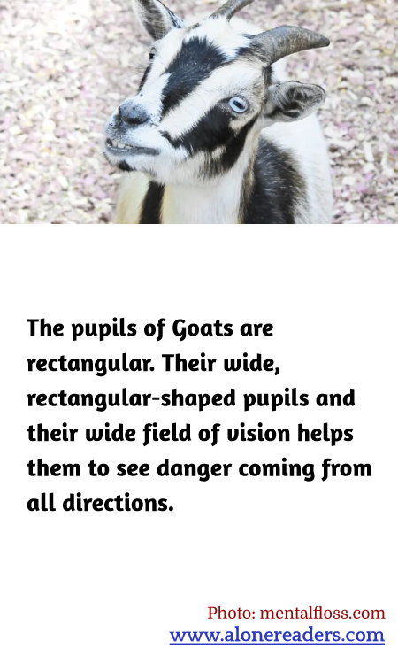 General Knowledge Learning Cards