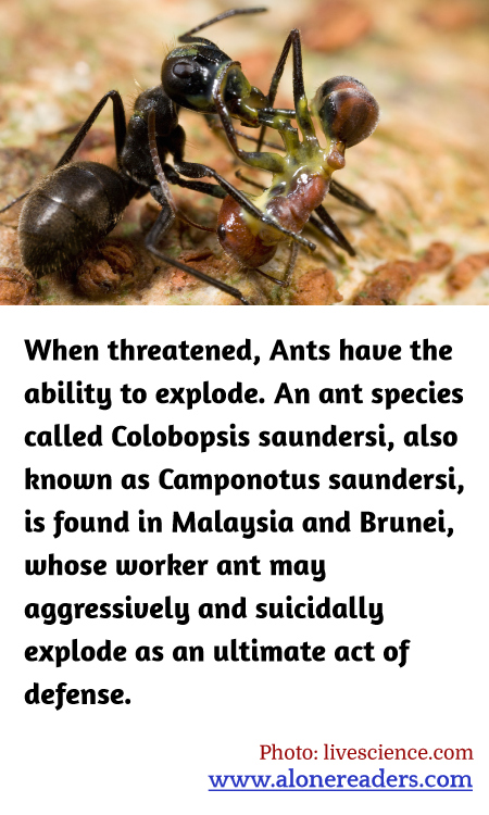 When threatened, Ants have the ability to explode. An ant species called Colobopsis saundersi, also known as Camponotus saundersi, is found in Malaysia and Brunei, whose worker ant may aggressively and suicidally explode as an ultimate act of defense.