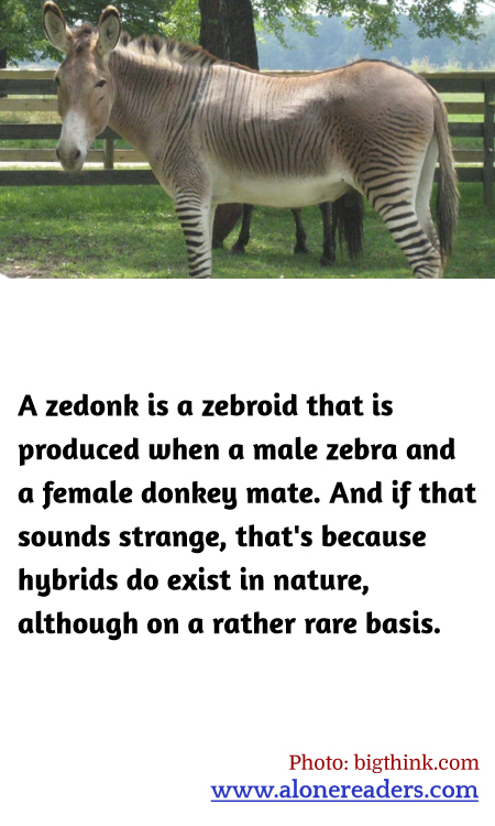 A zedonk is a zebroid that is produced when a male zebra and a female donkey mate. And if that sounds strange, that's because hybrids do exist in nature, although on a rather rare basis.