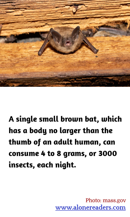 General Knowledge Learning Cards