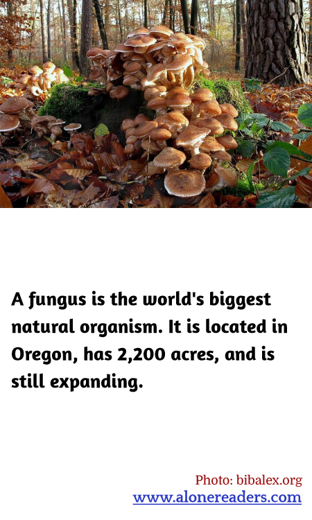 General Knowledge Learning Cards