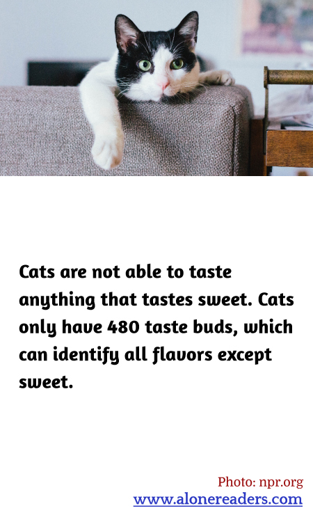 General Knowledge Learning Cards