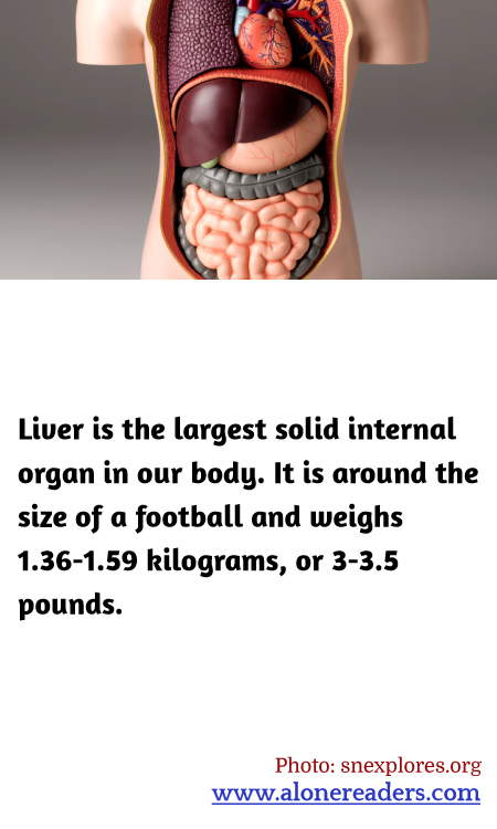 General Knowledge Learning Cards