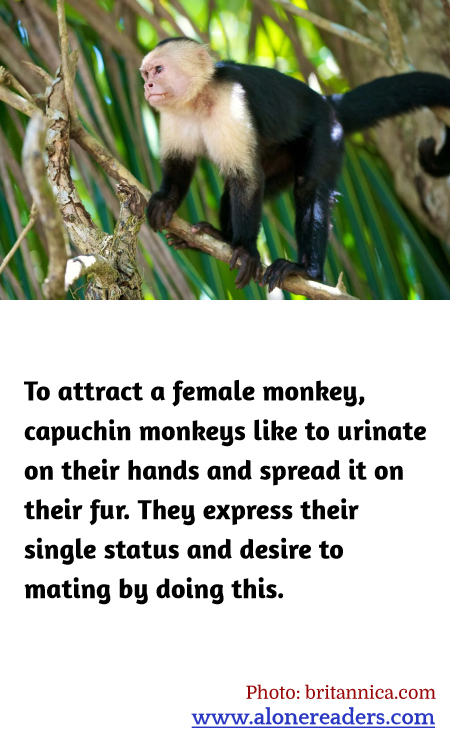 General Knowledge Learning Cards