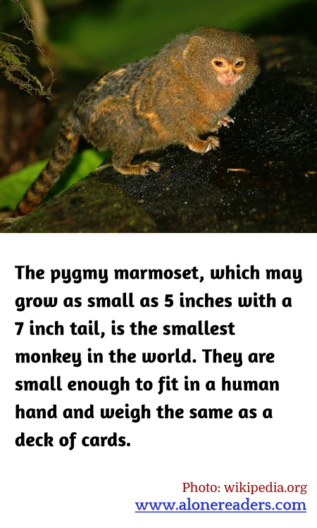 General Knowledge Learning Cards