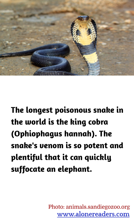 The longest poisonous snake in the world is the king cobra (Ophiophagus hannah). The snake's venom is so potent and plentiful that it can quickly suffocate an elephant.
