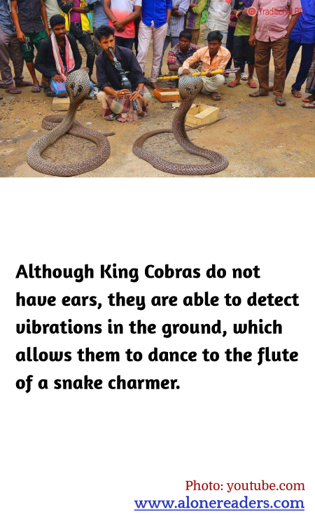 Although King Cobras do not have ears, they are able to detect vibrations in the ground, which allows them to dance to the flute of a snake charmer.