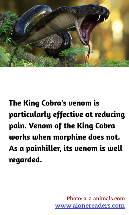 The King Cobra's venom is particularly effective at reducing pain. Venom of the King Cobra works when morphine does not. As a painkiller, its venom is well regarded.
