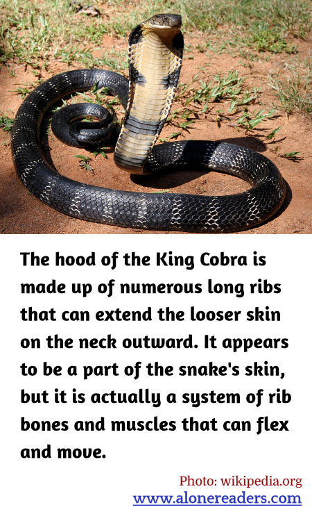 The hood of the King Cobra is made up of numerous long ribs that can extend the looser skin on the neck outward. It appears to be a part of the snake's skin, but it is actually a system of rib bones and muscles that can flex and move.