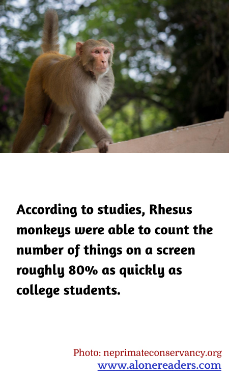 General Knowledge Learning Cards