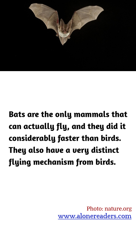 Bats are the only mammals that can actually fly, and they did it considerably faster than birds. They also have a very distinct flying mechanism from birds.