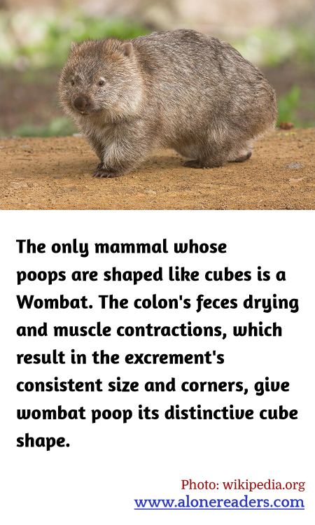 General Knowledge Learning Cards