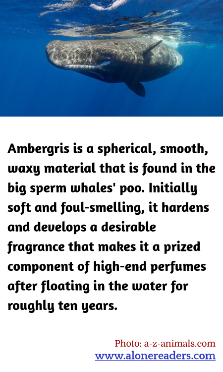 Ambergris is a spherical, smooth, waxy material that is found in the big sperm whales' poo. Initially soft and foul-smelling, it hardens and develops a desirable fragrance that makes it a prized component of high-end perfumes after floating in the water for roughly ten years.