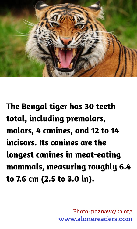 General Knowledge Learning Cards