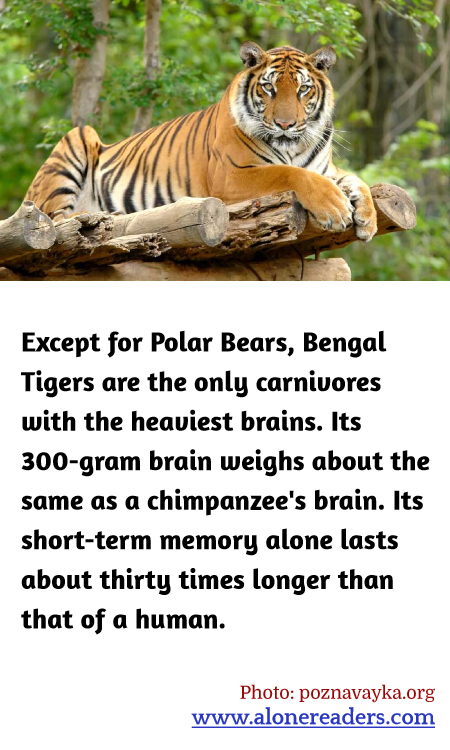 General Knowledge Learning Cards