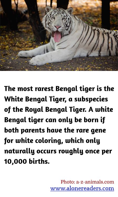 General Knowledge Learning Cards