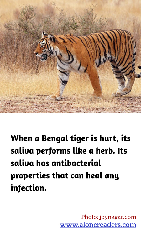 When a Bengal tiger is hurt, its saliva performs like a herb. Its saliva has antibacterial properties that can heal any infection.