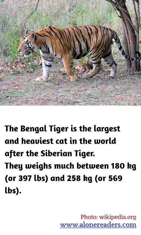 The Bengal Tiger is the largest and heaviest cat in the world after the Siberian Tiger. They weighs much between 180 kg (or 397 lbs) and 258 kg (or 569 lbs).