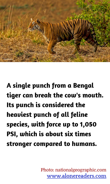A single punch from a Bengal tiger can break the cow's mouth. Its punch is considered the heaviest punch of all feline species, with force up to 1,050 PSI, which is about six times stronger compared to humans.