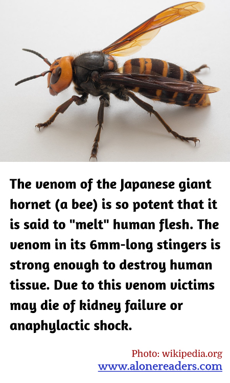 General Knowledge Learning Cards